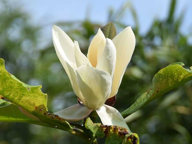 Magnolia obovata